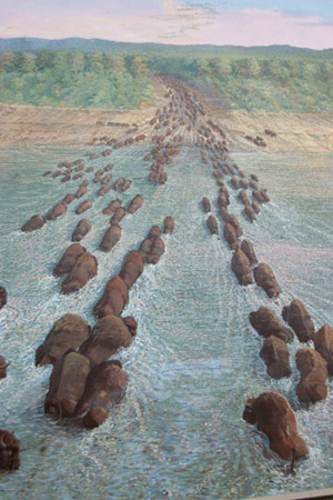 buffalo